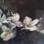 Nocturnal Apple Blossoms
Joanie Hughes
16 x 20

$550